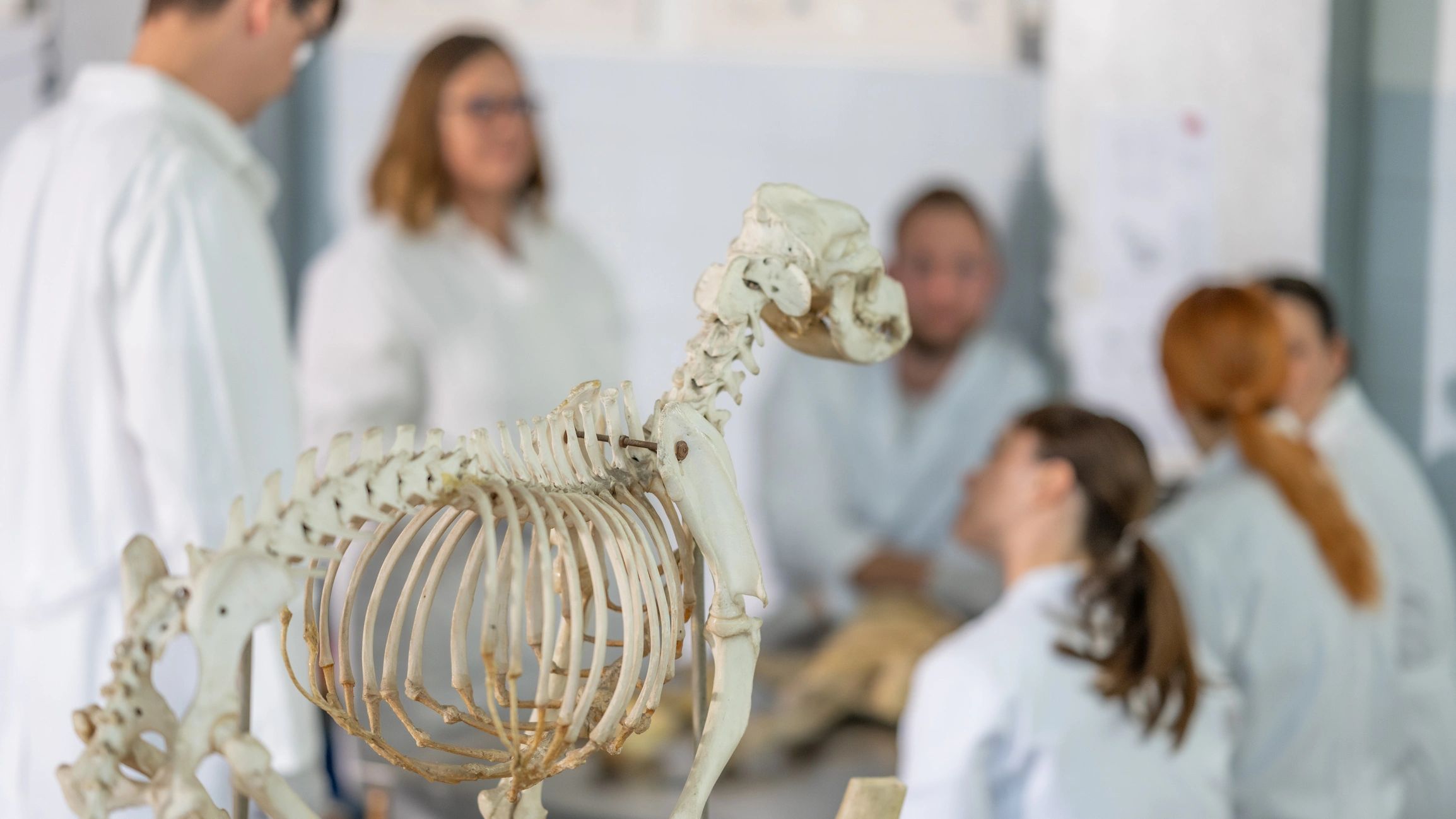 Veterinary professionals in a learning environment