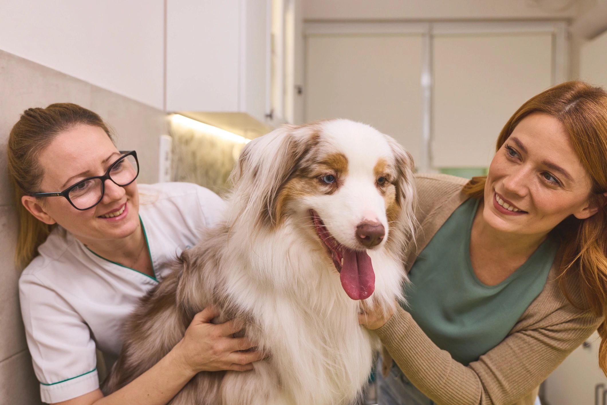 Veterinarian and client in a collaborative coaching moment